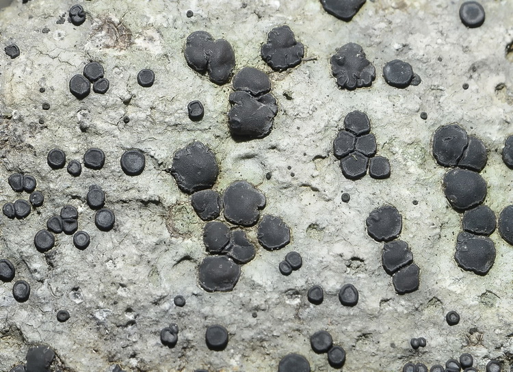 Porpidia platycarpoides